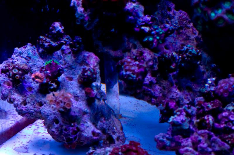 Unique Aquascaping Ideas Needed - The Reef Tank